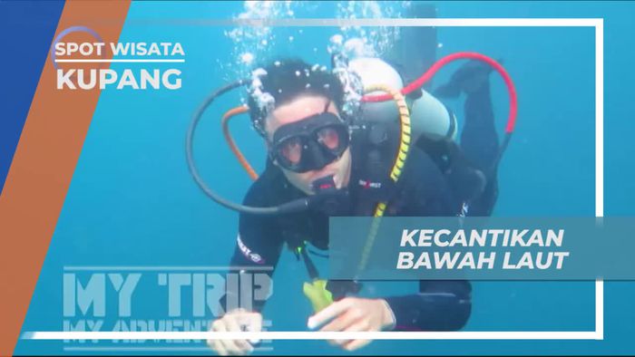 Melihat Dari Dekat Aneka Biota Laut di Kupang