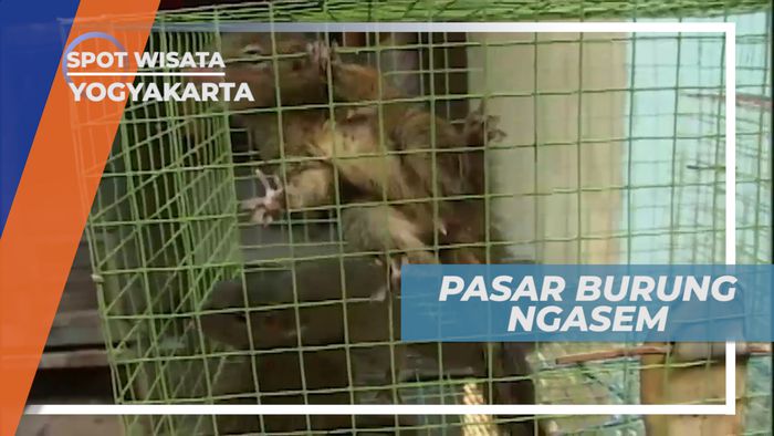 Mengunjungi Pasar Burung Ngasem di Pusat Kota Gudeg, Yogyakarta