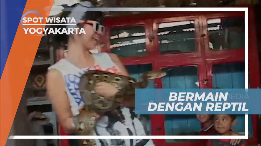 Sensasi Mendebarkan Bermain Dengan Reptil di Pasar Burung Ngasem, Yogyakarta