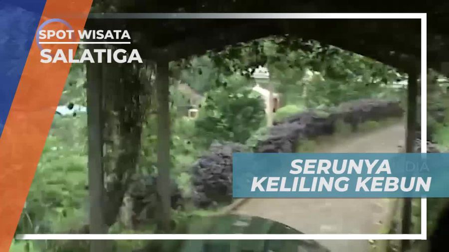 Berkeleliling Kawasan Kebun Buah Naga, Salatiga