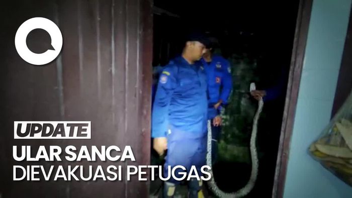 Penampakan Ular Sanca 3 Meter Mangsa Ternak Milik Warga di Jambi 