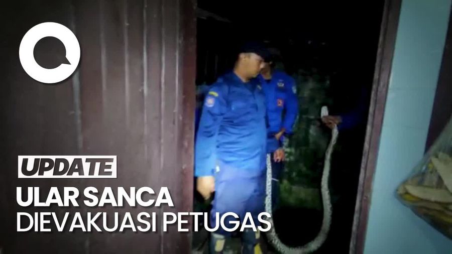 Penampakan Ular Sanca 3 Meter Mangsa Ternak Milik Warga di Jambi 