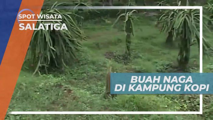 Melihat Buah Naga di Kampung Kopi, Salatiga