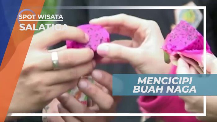Mencicipi Cita Rasa Khas Buah Naga, Salatiga
