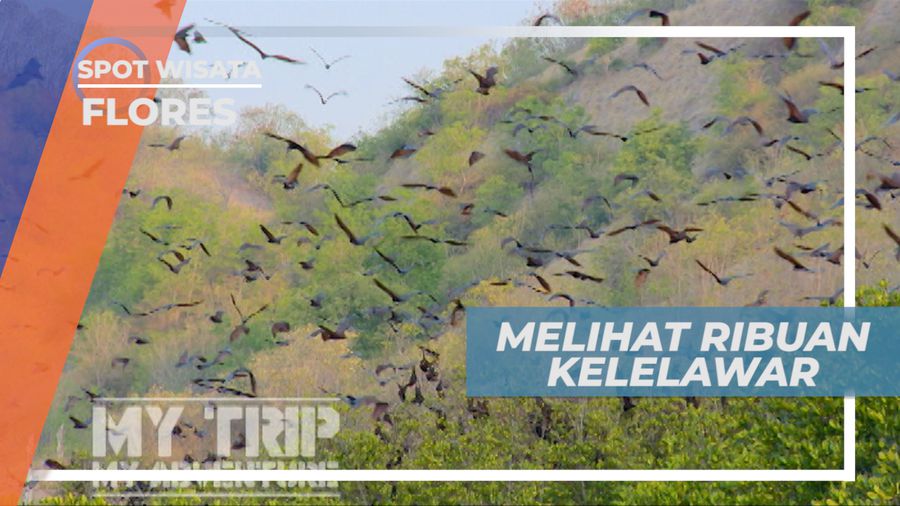 Pemandangan yang Memukau, Melihat Ribuan Kelelawar Berterbangan, Flores