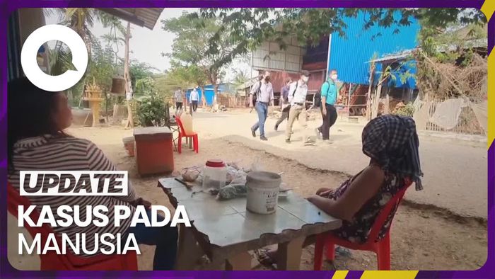 Kekhawatiran WHO dengan Kemunculan Flu Burung H5N1 di Kamboja