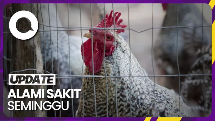 Flu Burung H5N1 Tewaskan Gadis 11 Tahun di Kamboja, Ini Gejalanya