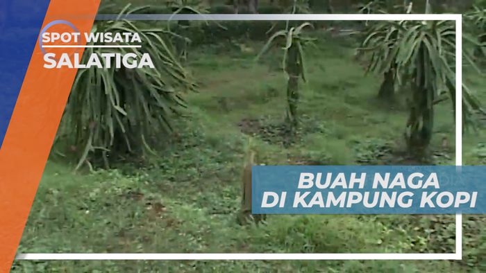 Menikmati Perjalanan Menuju Agrowisata Kampung Kopi, Salatiga