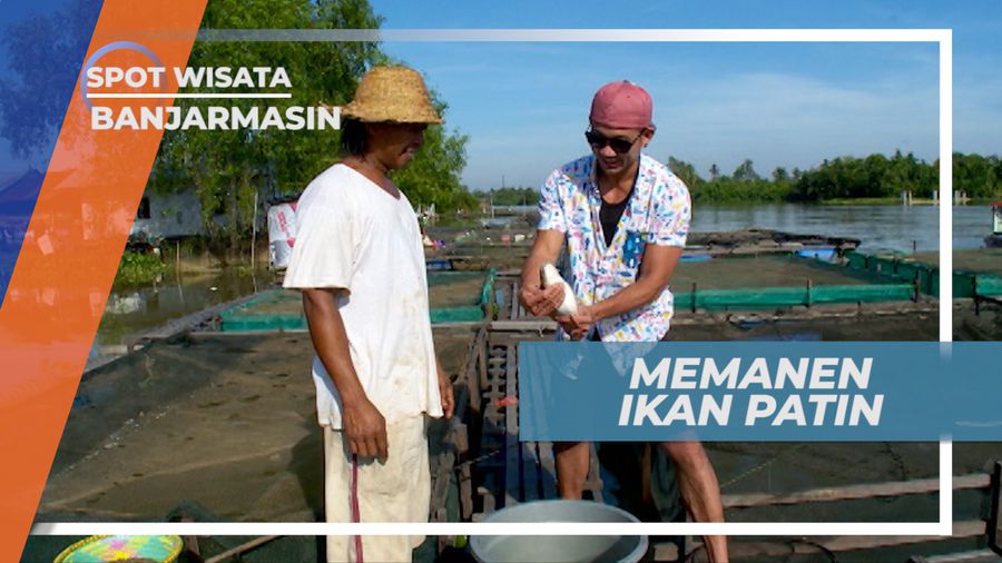 Serunya Memanen Ikan Patin Langsung di Tempat Budidayanya, Banjarmasin