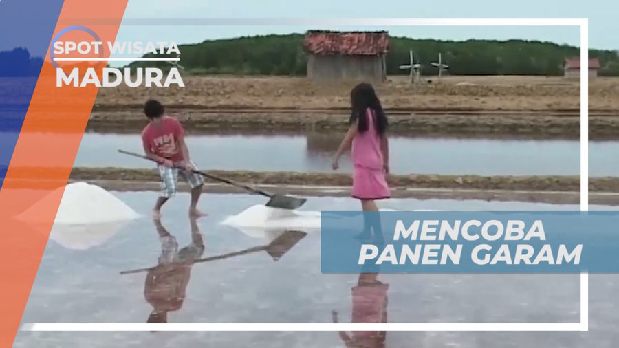 Mencoba Sensasi Seru Memanen Garam di Cuaca yang Terik, Madura