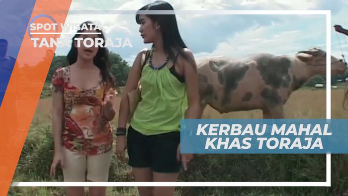 Tedong Saleko, Kerbau Belang Khas Toraja Berharga Fantastis, Tana Toraja
