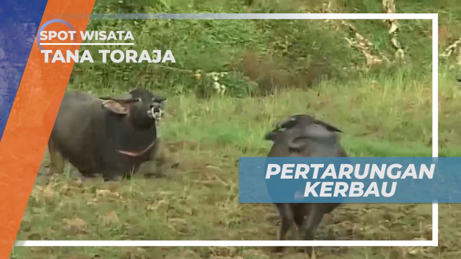 Mapasilaga Tedong, Tradisi Unik Pertarungan Kerbau Sebelum Disembelih, Tana Toraja