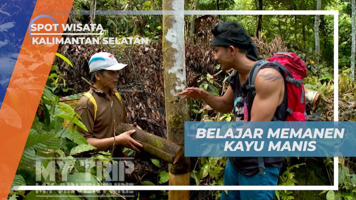 Belajar Teknik Mengupas Kulit Batang Pohon Kayu Manis, Kalimantan Selatan