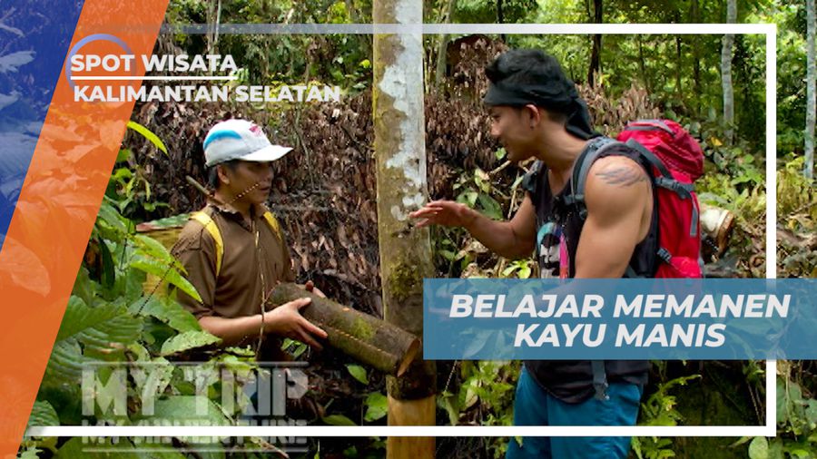 Belajar Teknik Mengupas Kulit Batang Pohon Kayu Manis, Kalimantan Selatan