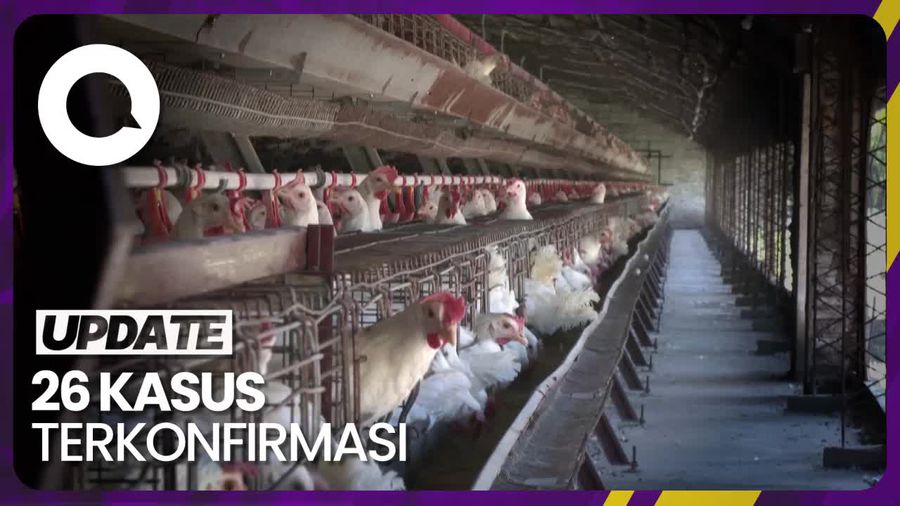 Deteksi Flu Burung, Argentina Tangguhkan Ekspor Unggas