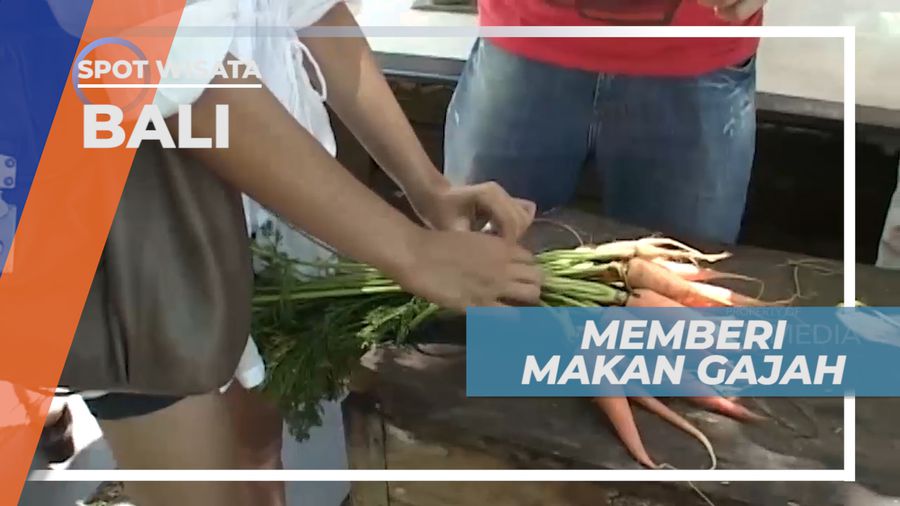Senangnya Bermain dan Memberi Mamalia Besar Berbelalai Panjang, Bali