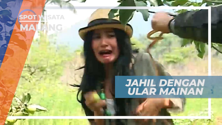 Seru-seruan Habiskan Waktu Memetik Apel Langsung di Kebunnya, Malang