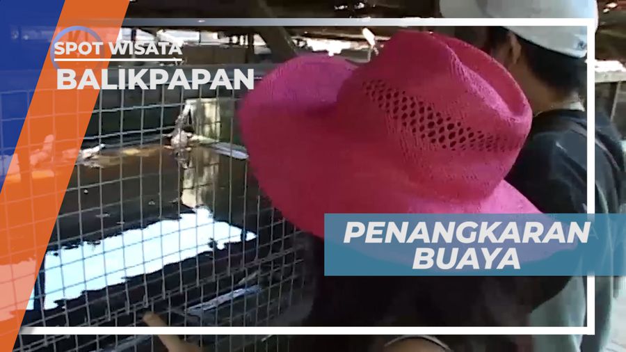 Berkunjung ke Penangkaran Buaya Tritip di Balikpapan