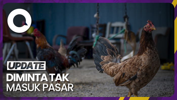 Laporan Kasus Baru Flu Burung H5N6 di China