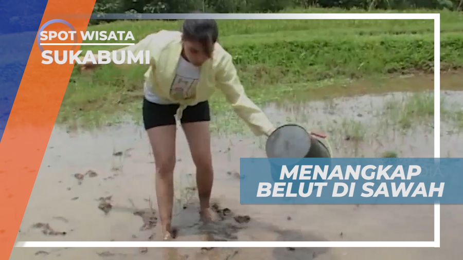 Momen Seru Menangkap Belut di Sawah Sukabumi