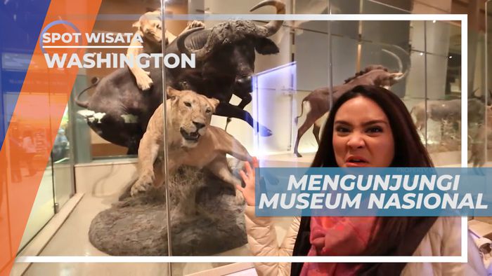 Melihat Berbagai Fenomena Alam Dunia di Musem Sejarah Alam, Washington
