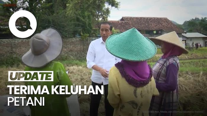Jokowi Cek Harga Gabah Masih Bagus, Tapi Dikejar Harga Pupuk