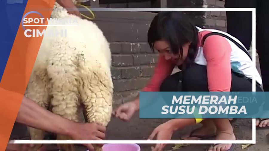 Momen Seru Memerah Susu Domba di Cimahi