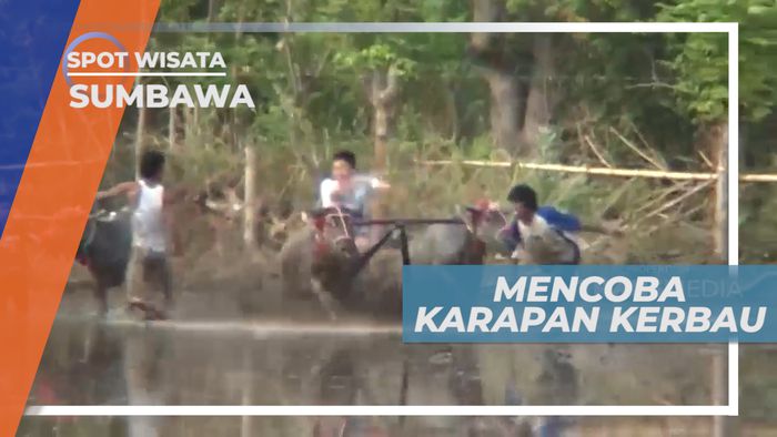 Sensasi Seru, Pacu Adrenalin Mencoba Karapan Kerbau Khas Sumbawa