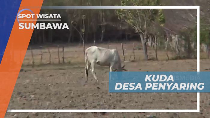 Mengunjungi Desa Penyaring, Desa Penghasil Susu Kuda Khas Sumbawa