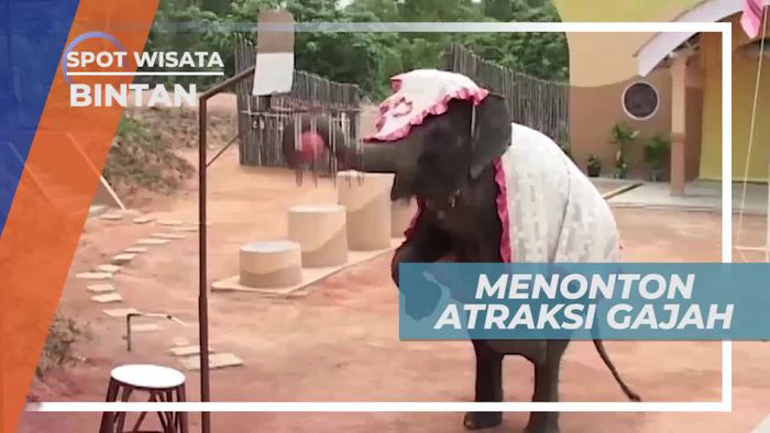 Melihat Sang Belalai Panjang Unjuk Kebolehan, Bintan