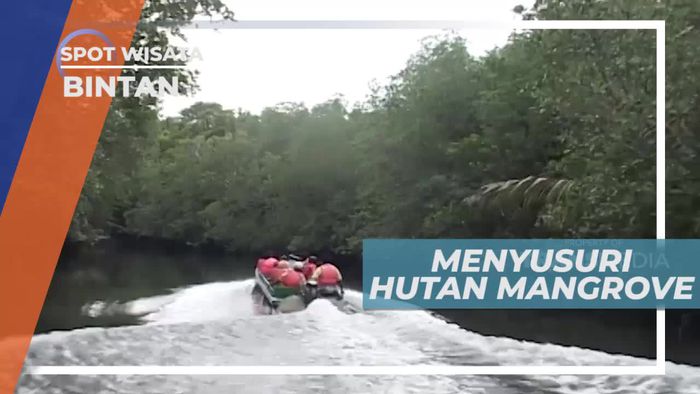 Menyusuri Keindahan Hutan Mangrove di Bintan