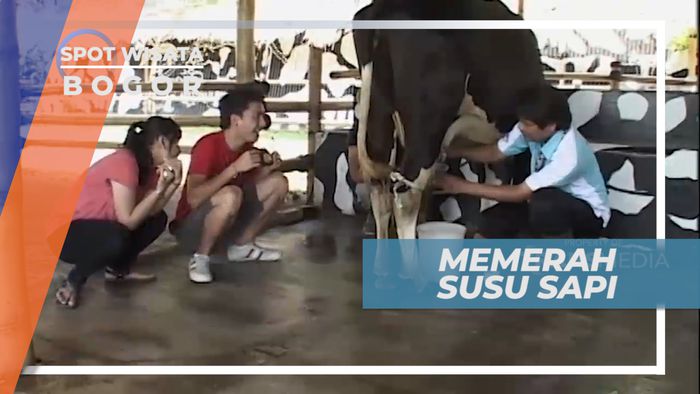 Pengalaman Seru Mencoba Memerah Susu Sapi Secara Langsung, Sukabumi