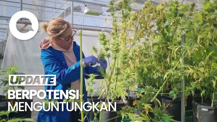 Bangun Pasar Ganja Medis Domestik, Argentina Pantau 51 Proyek Penelitiannya