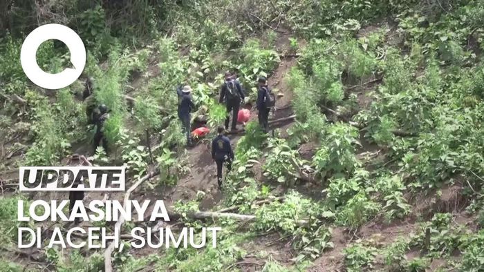 Polisi Bakar Ladang Ganja 11 Hektar  