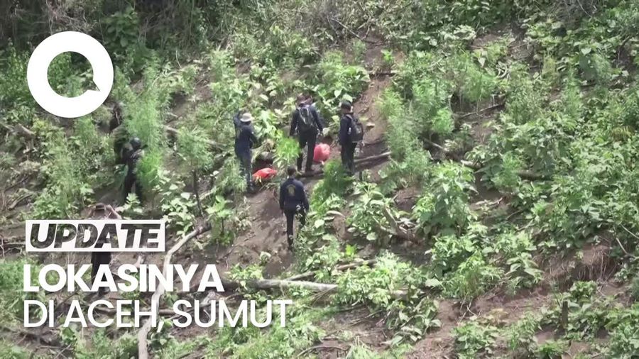 Polisi Bakar Ladang Ganja 11 Hektar  