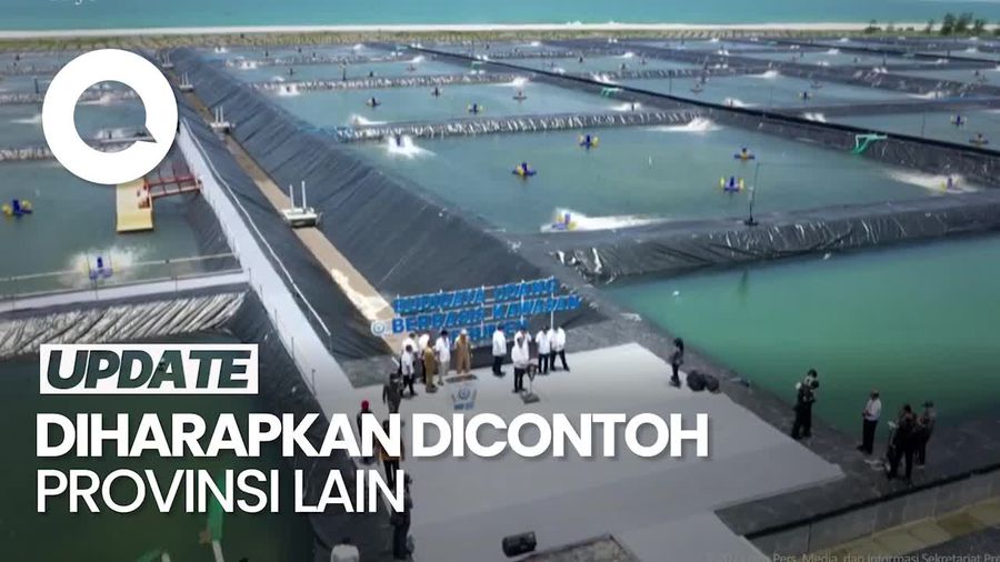 Jokowi Resmikan Tambak Udang 60 Hektare Senilai Rp 175 Miliar