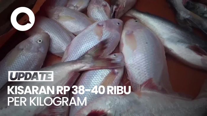 Harga Ikan Nila-Patin Melonjak di Jambi Akibat Harga Pakan Naik