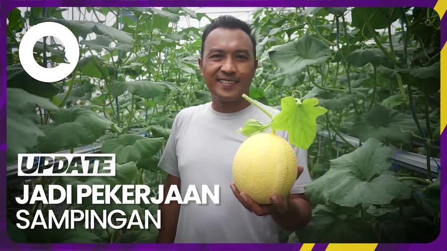 Tenaga Medis di Bali Ini Raup Omzet Belasan Juta Rupiah Lewat Bisnis Melon