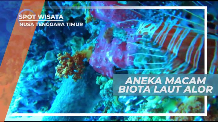 Panorama Cantik Aneka Biota Laut di Pulau Alor Nusa Tenggara Timur