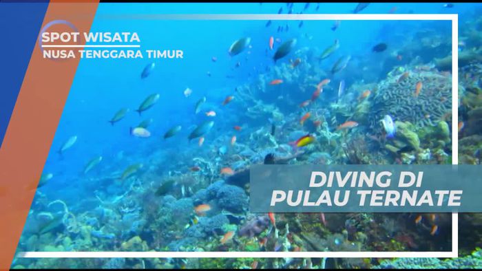 Diving Menikmati Keindahan Bawah Laut Pulau Ternate