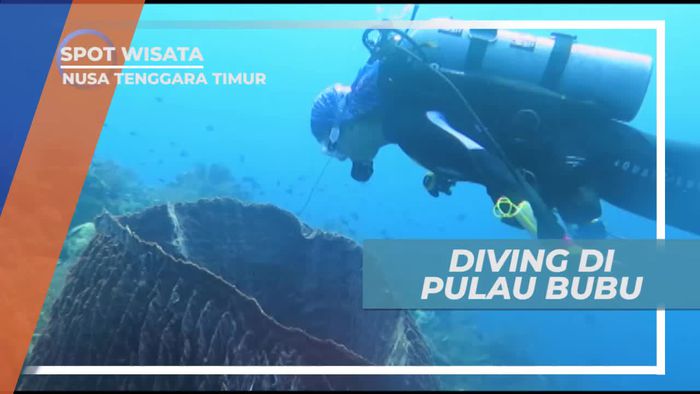 Diving Menikmati Keindahan Bawah Laut Pulau Bubu Nusa Tenggara Timur