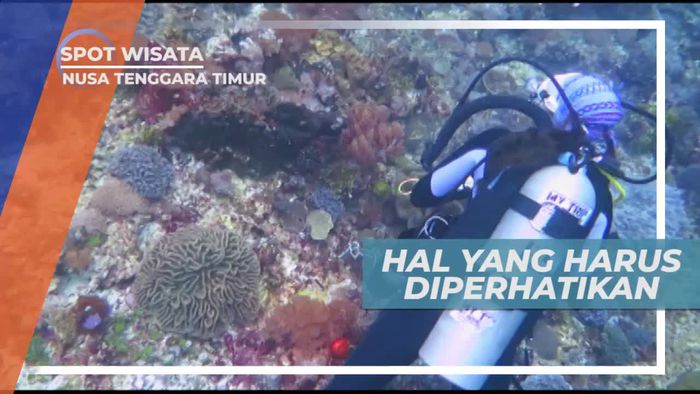 Mengenal Prosedur Keamanan Saat Menyelam, Pulau Alor