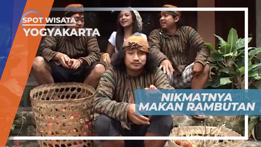 Senangnya Panen Buah Rambutan Khas Desa Candi Rejo, Yogyakarta