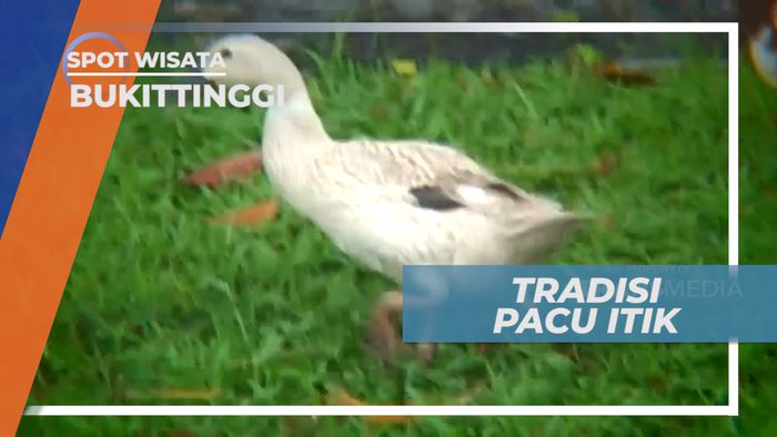 Pacu Itik, Tradisi Budaya Unik Balap Itik Khas Bukittinggi