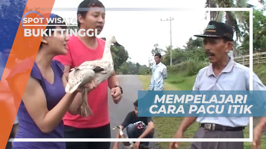 Pacu Itik, Mencoba Belajar Cara Menerbangkan Itik, Bukittinggi