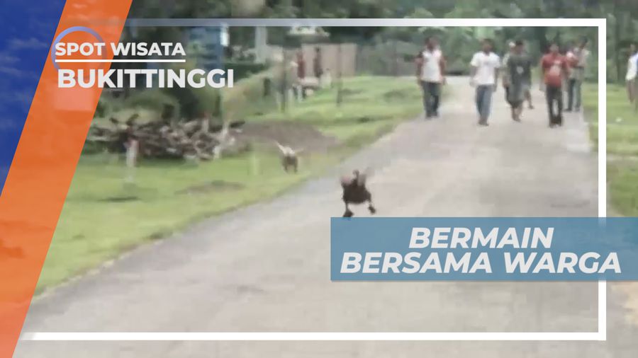Keseruan Bermain Pacu Itik Bersama Warga Lokal Bukittinggi