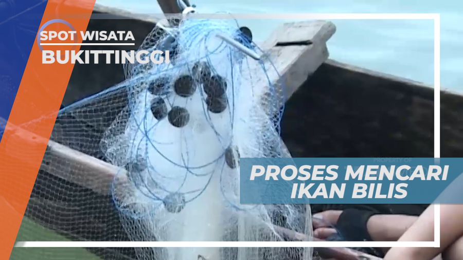 Perjuangan Mencari Ikan Bilis, Ikan Penghuni Danau Singkarak, Bukittinggi