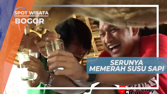 Mengenal Cara Memerah Susu Sapi di Peternakan Kota Bogor