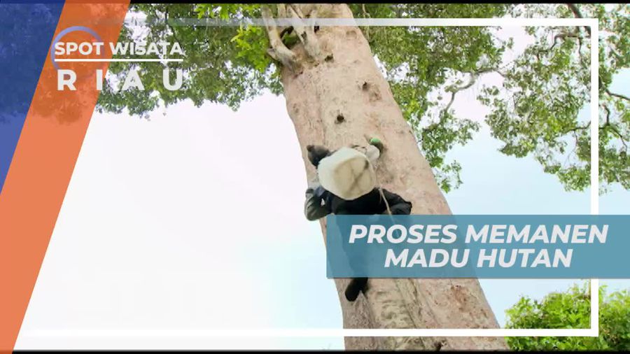 Memanjat Pohon Dengan Seutas Tali Memanen Madu, Riau