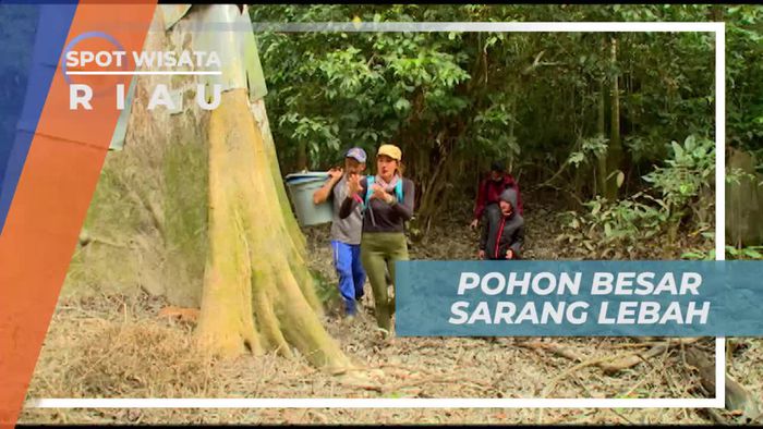 Pohon Sialang, Tempat Lebah Madu Bersarang di Tengah Hutan Riau